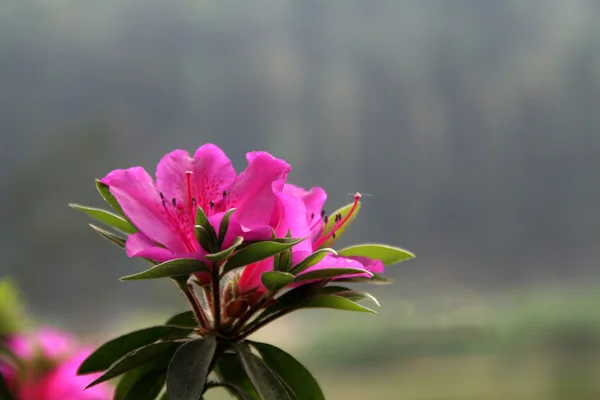 Pink Bloom — Stock Photo, Image