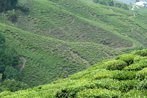 Plantación de té en ladera de montaña —  Fotos de Stock