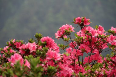 izole Pembe çiçek