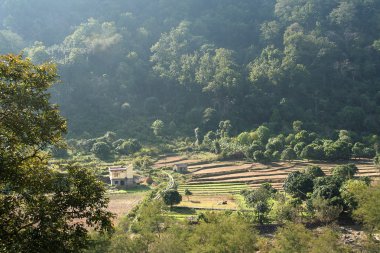 Doğanın yavru