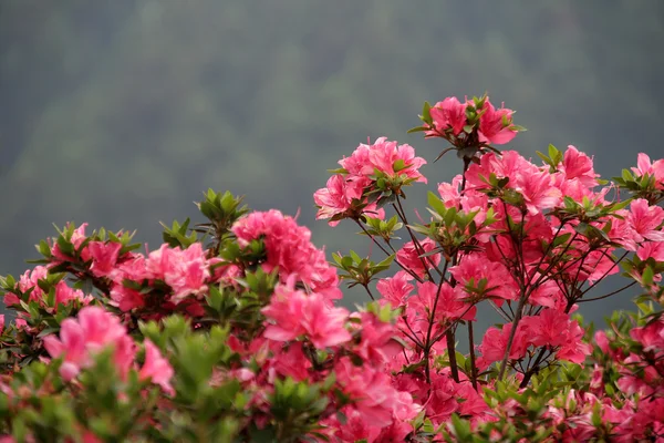 Flor rosa isolada — Fotografia de Stock