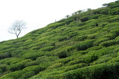 çay plantasyon