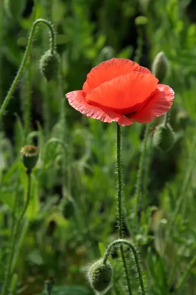 stock image Orange Poppy