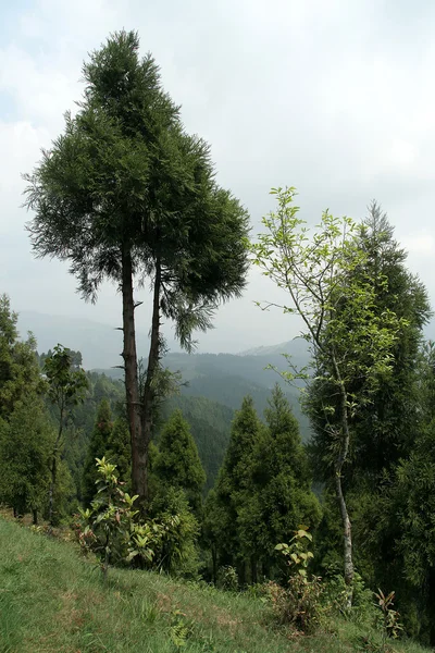 Träd på sluttningen av berget — Stockfoto