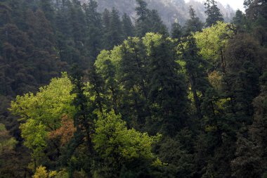 Açık ve koyu yeşillik