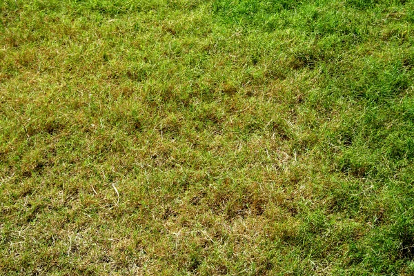 Green Grass Turf — Stock Photo, Image