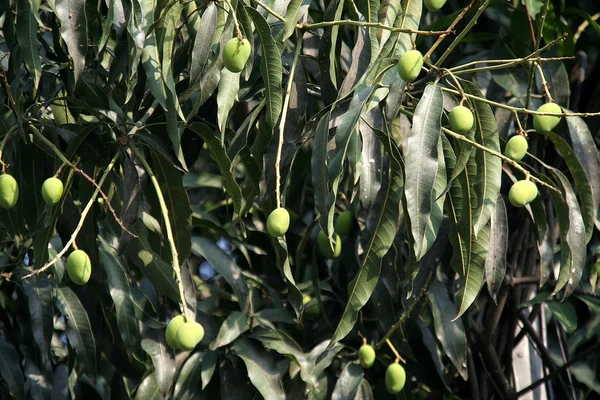 Mango Fruits — Stock Photo, Image