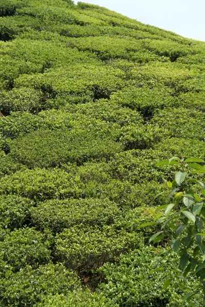 Jardín de té Primer plano —  Fotos de Stock