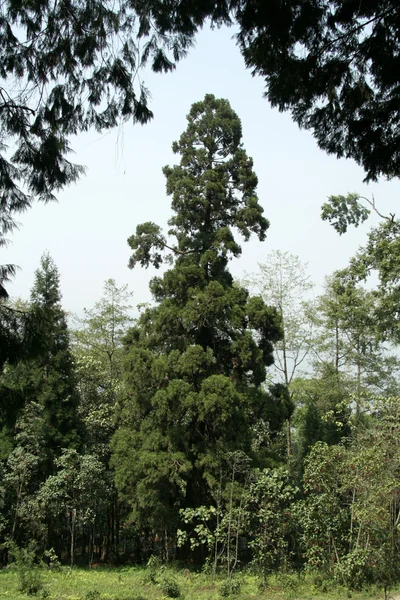 Bingkai Foliage — Stok Foto