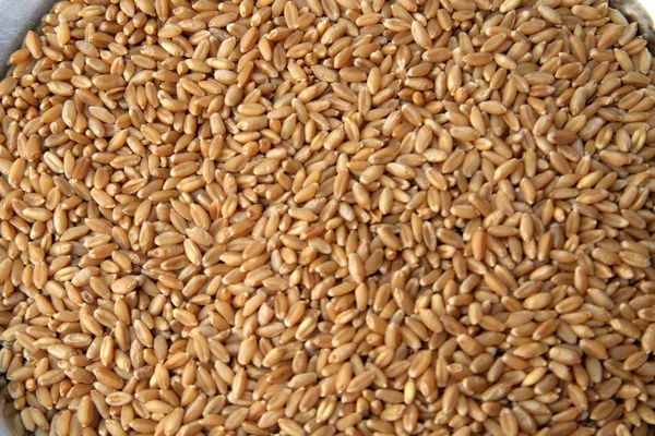 Grãos de trigo — Fotografia de Stock