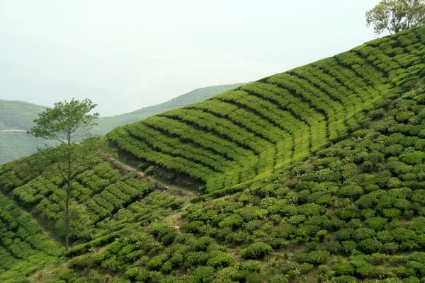 Jardín de té en la ladera de montaña —  Fotos de Stock