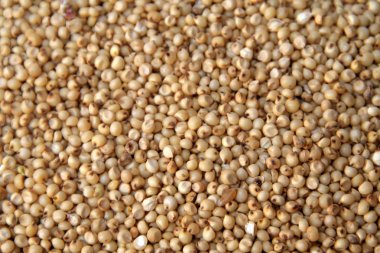 Jowar/Sorghum Grains clipart