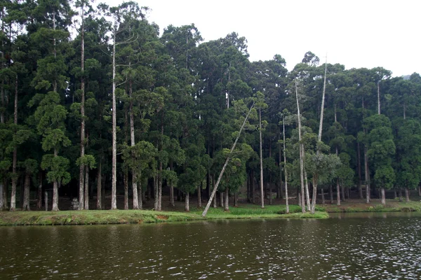 Drzewa na brzegu rzeki — Zdjęcie stockowe