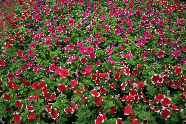 Bed van bloemen — Stockfoto