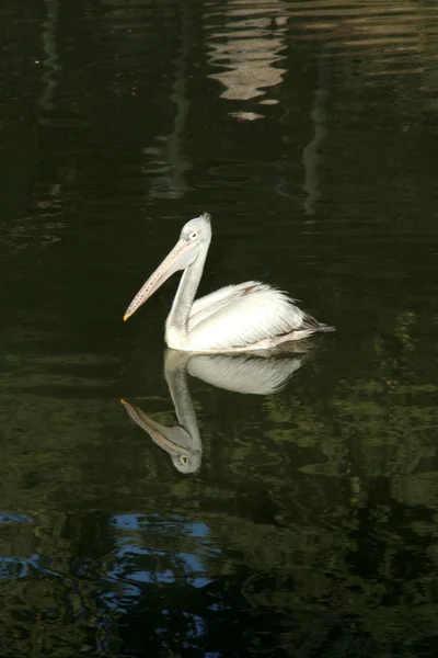 Плавающий пеликан — стоковое фото