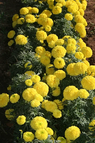 Bouquet de jaunes — Photo