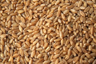 Wheat Grains clipart