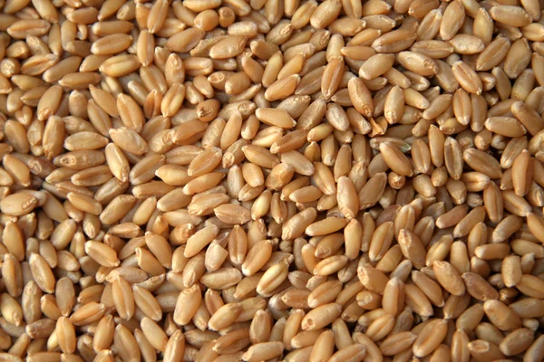 Пшеничные зерна — стоковое фото