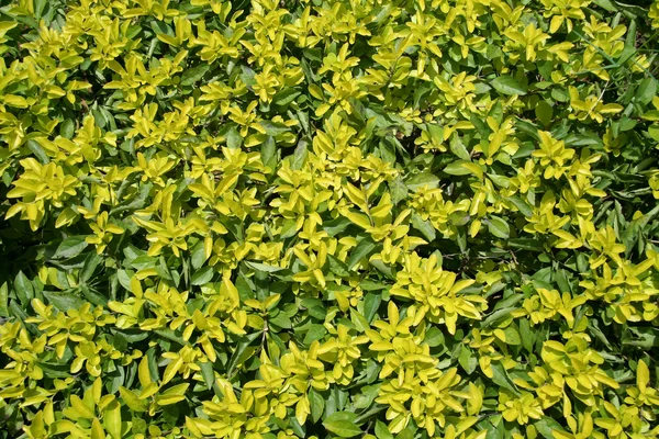 Green Leafy Pattern — Stock Photo, Image