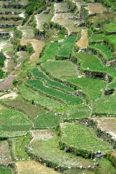 stock image Cultivation in Slopy Land