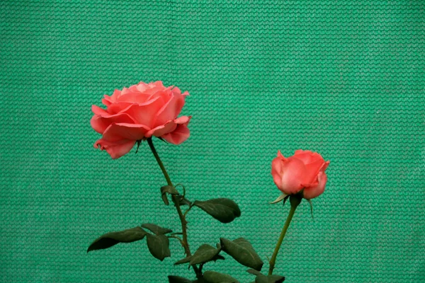 Rosas gêmeas — Fotografia de Stock