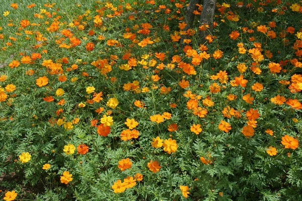 stock image Bed of Buoyant Cosmos