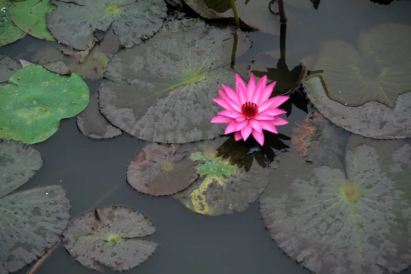 Elszigetelt pink lotus — Stock Fotó