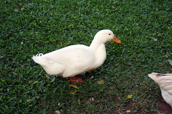 White Duck — Stock Photo, Image