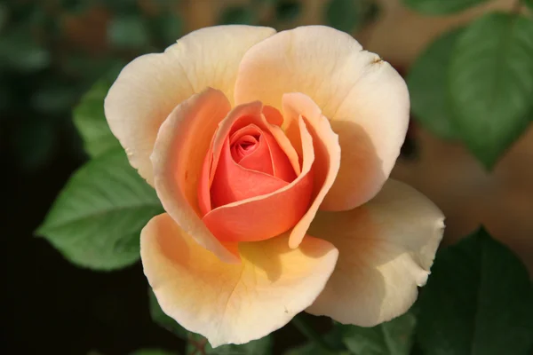 Blooming Rose — Stock Photo, Image