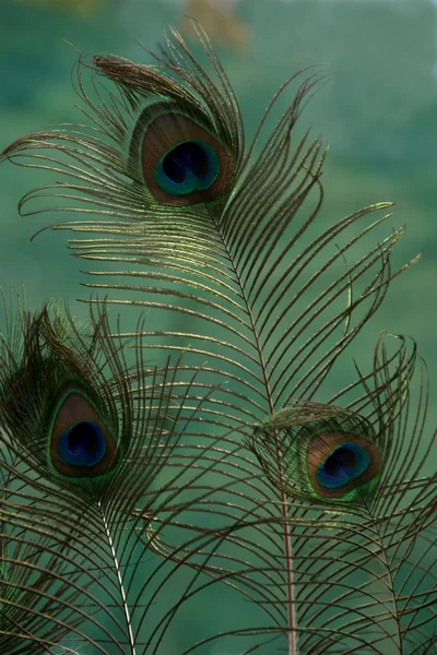 stock image Peacock Feathers