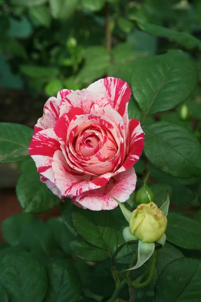 Rosa multi-sombra — Fotografia de Stock