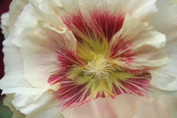 Makro av hibiskus — Stockfoto