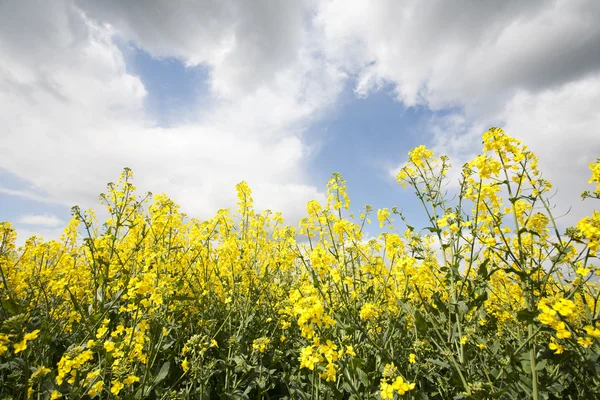 Mustard crop — Stock Photo, Image