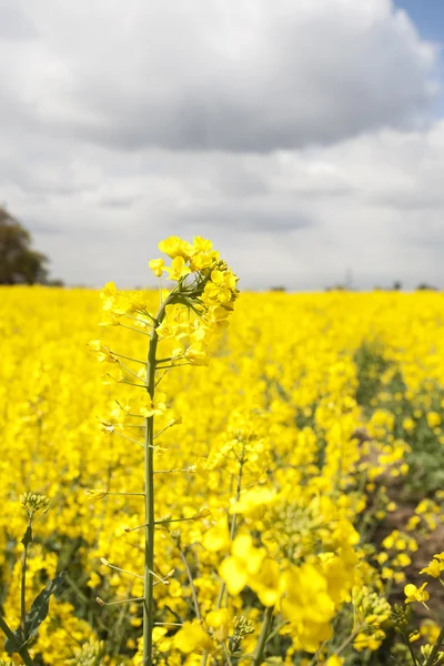 Mustard flower — Stock Photo, Image