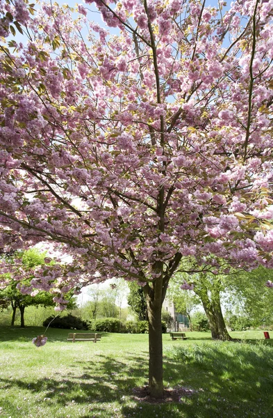 stock image Spring blossom