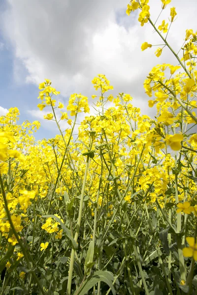Yellow mustard crop — Stock Photo, Image