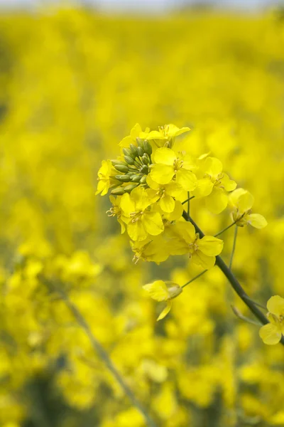 Mostaza amarilla — Foto de Stock