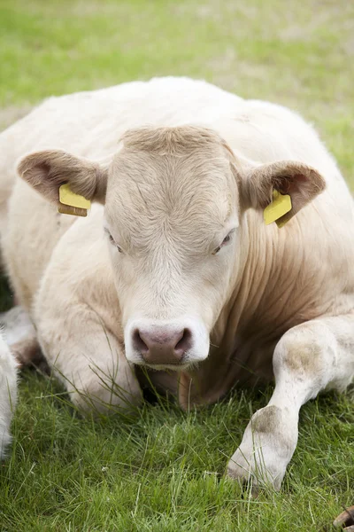 Vaca em repouso — Fotografia de Stock