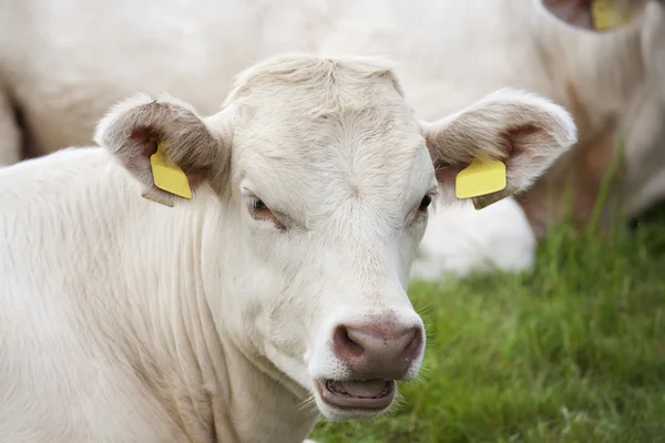 Коричневі корови Стокове Фото