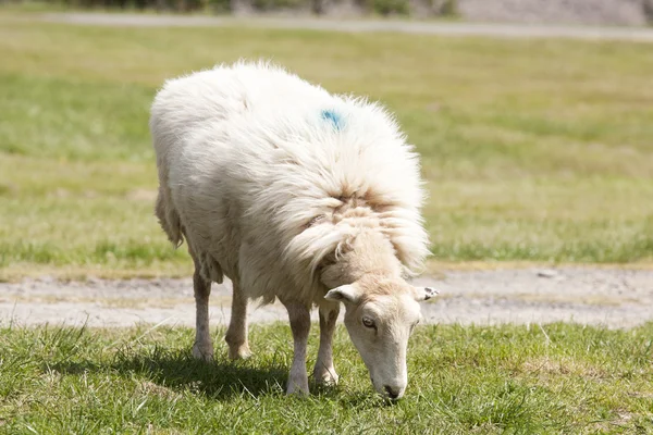 Weidende Schafe Stockbild
