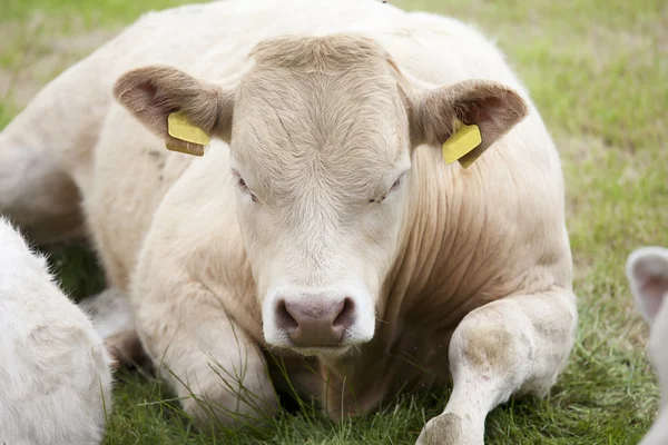 Отдыхающая корова Стоковое Фото