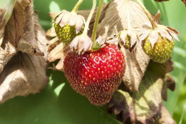 Schöne Erdbeere lizenzfreie Stockbilder
