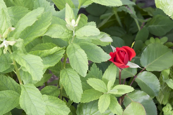 Невелика червона троянда Ліцензійні Стокові Фото