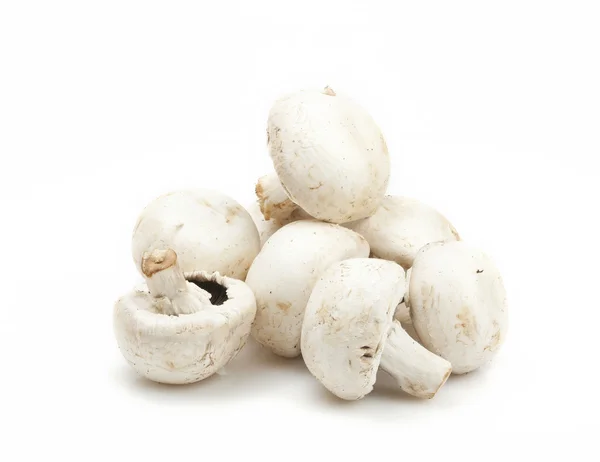 白上白蘑菇 — 图库照片