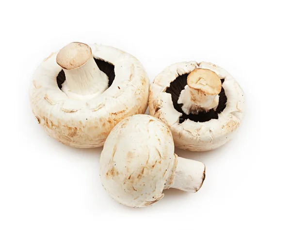 Funghi bianchi su bianco — Foto Stock