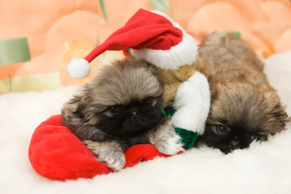 Puppy in a santa hat — Stock Photo, Image