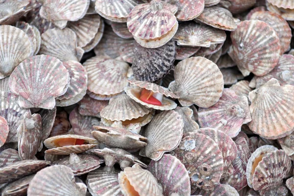 Sea scallop — Stock Photo, Image
