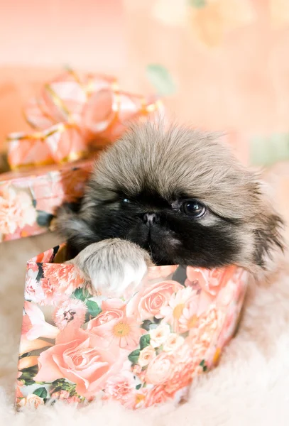 Puppy in box — Stock Photo, Image