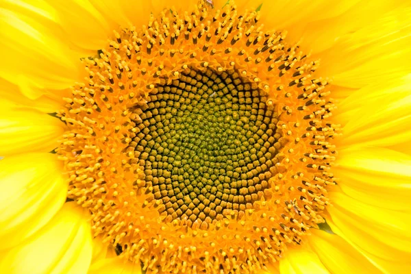 stock image Sunflower background