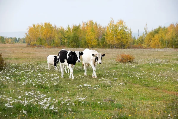 Vacas —  Fotos de Stock
